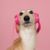 labo-de-nico-animaux-aime-musique